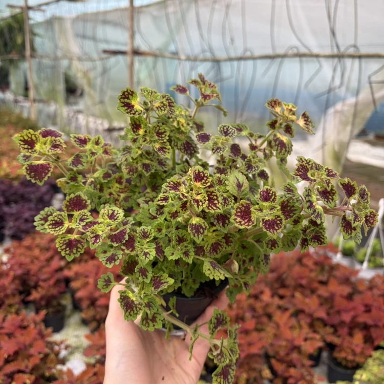 Coleus Strawberry Drop Koleus Pokrzywka Ozdobna