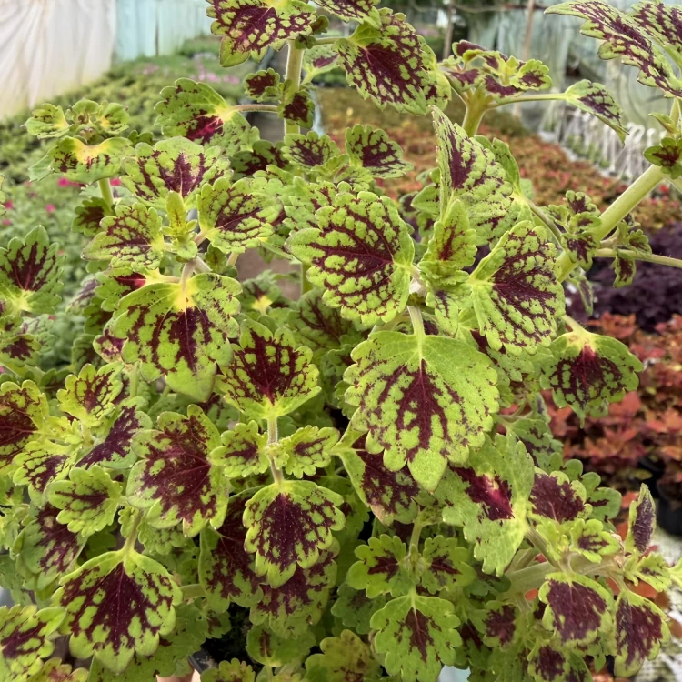 Coleus Strawberry Drop Koleus Pokrzywka Ozdobna