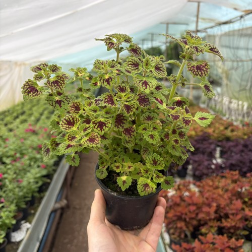 Coleus Strawberry Drop Koleus Pokrzywka Ozdobna