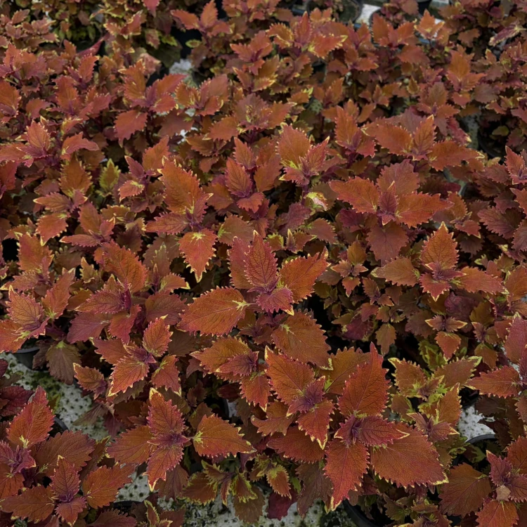 Coleus Wicked Hot Koleus Pomarańczowy Pokrzywka Ozdobna
