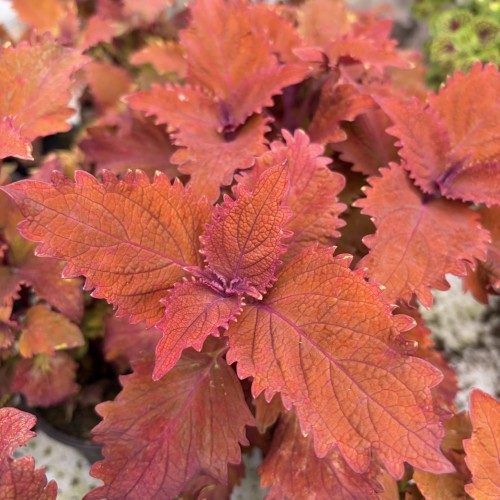 Coleus Wicked Hot Koleus Pomarańczowy Pokrzywka Ozdobna