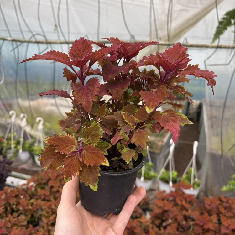 Coleus Wicked Hot Koleus Pomarańczowy Pokrzywka Ozdobna