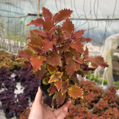 Coleus Wicked Hot Koleus Pomarańczowy Pokrzywka Ozdobna