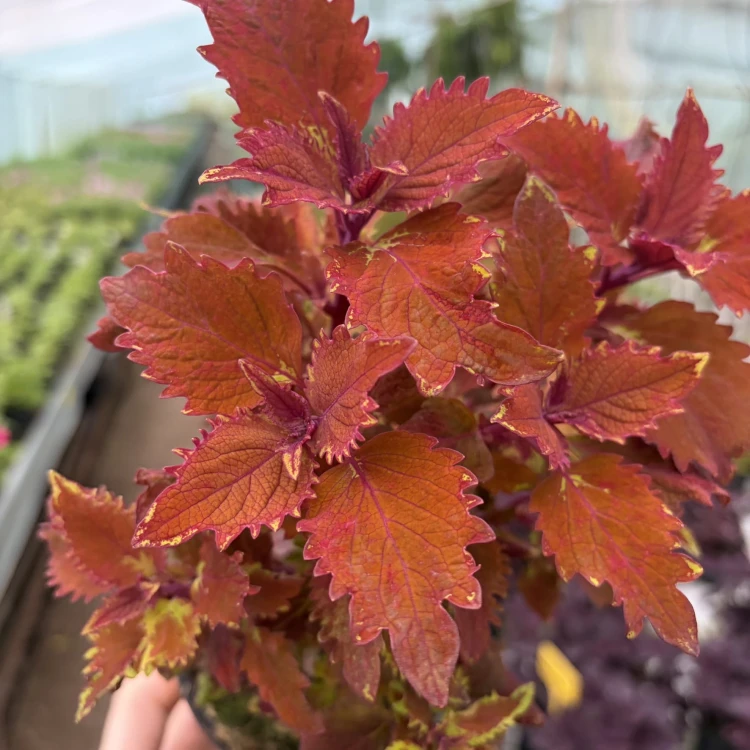 Coleus Wicked Hot Koleus Pomarańczowy Pokrzywka Ozdobna