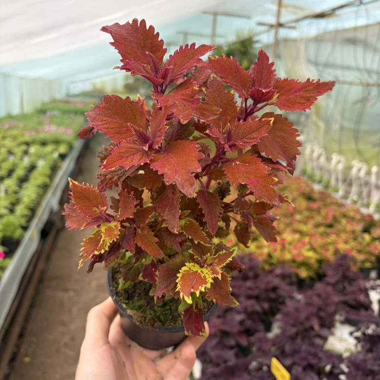 Coleus Wicked Hot Koleus Pomarańczowy Pokrzywka Ozdobna
