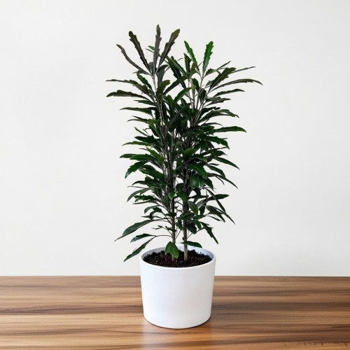 Plerandra elegantissima Szeflera Dizygoteka Schefflera Dizygotheca P12 #1