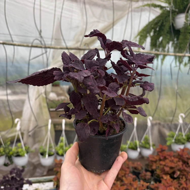 Coleus Newly Noir Koleus Pokrzywka Ozdobna