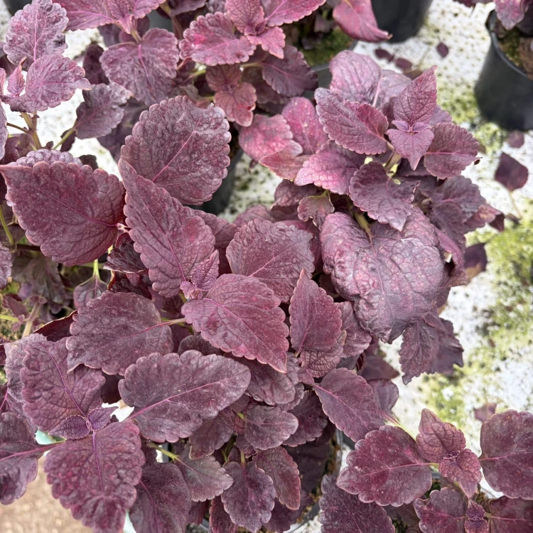 Coleus Newly Noir Koleus Pokrzywka Ozdobna