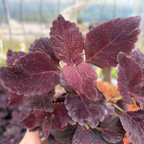 Coleus Newly Noir Koleus Pokrzywka Ozdobna