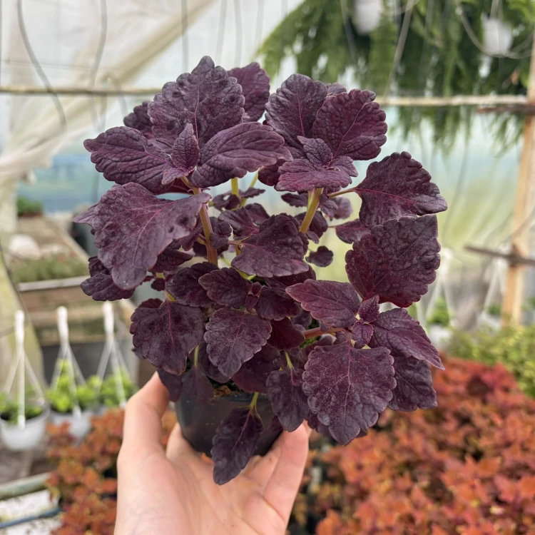 Coleus Newly Noir Koleus Pokrzywka Ozdobna