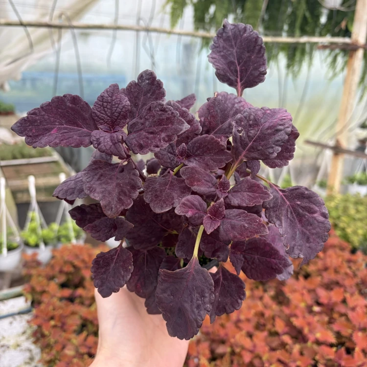 Coleus Newly Noir Koleus Pokrzywka Ozdobna