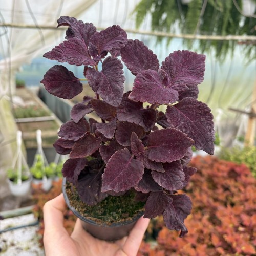 Coleus Newly Noir Koleus Pokrzywka Ozdobna