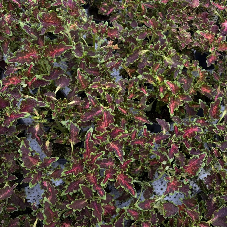 Coleus Colocha Scarlet Koleus Pokrzywka Ozdobna