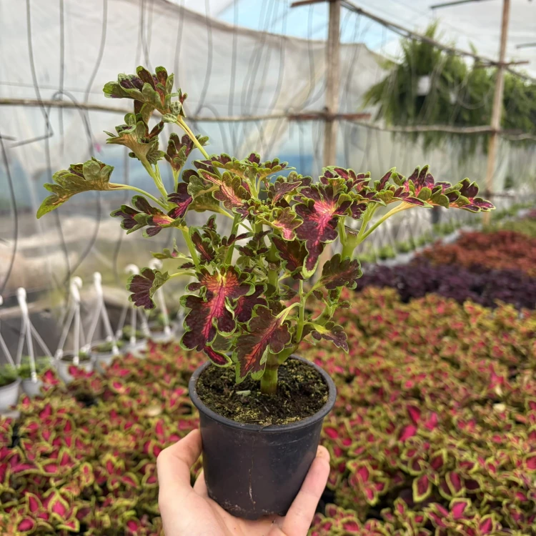 Coleus Colocha Scarlet Koleus Pokrzywka Ozdobna