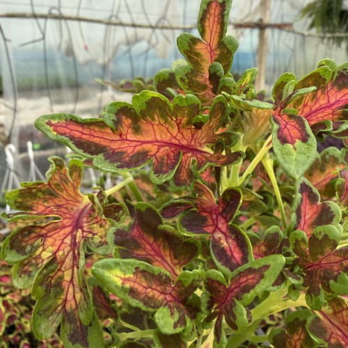 Coleus Colocha Scarlet Koleus Pokrzywka Ozdobna