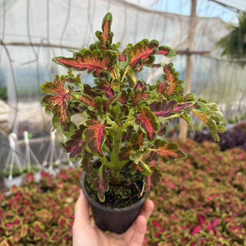Coleus Colocha Scarlet Koleus Pokrzywka Ozdobna