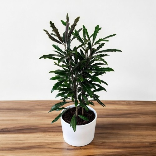 Plerandra elegantissima Szeflera Dizygoteka Schefflera Dizygotheca P12 #2