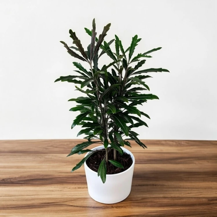 Plerandra elegantissima Szeflera Dizygoteka Schefflera Dizygotheca P12 #2