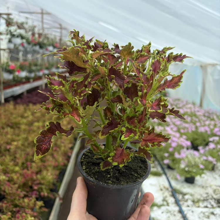 Coleus Copper Koleus Pokrzywka Ozdobna