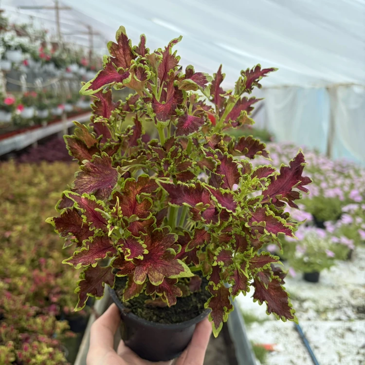 Coleus Copper Koleus Pokrzywka Ozdobna