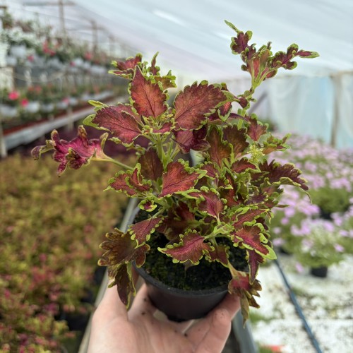 Coleus Copper Koleus Pokrzywka Ozdobna