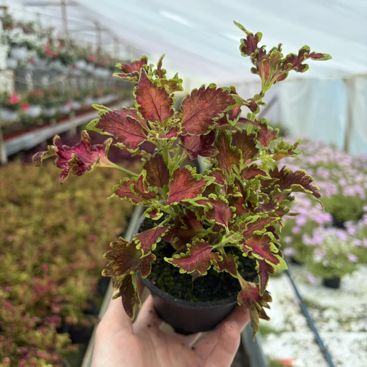 Coleus Copper Koleus Pokrzywka Ozdobna
