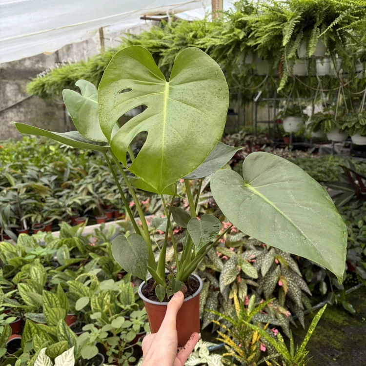 Monstera Deliciosa Dziurawa P12