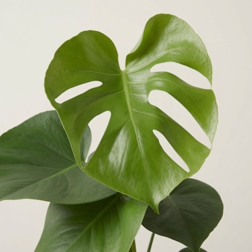 Monstera Deliciosa Dziurawa P12