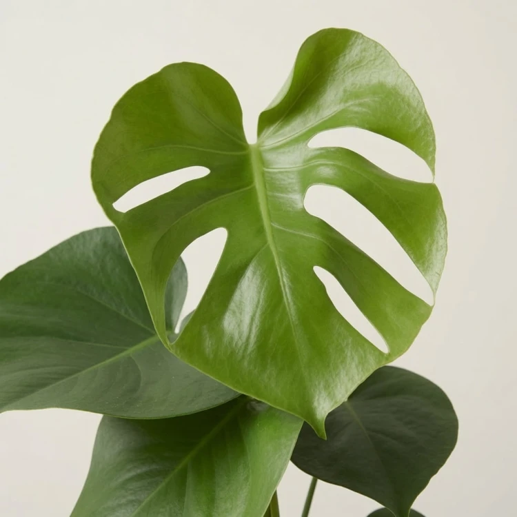 Monstera Deliciosa Dziurawa P12
