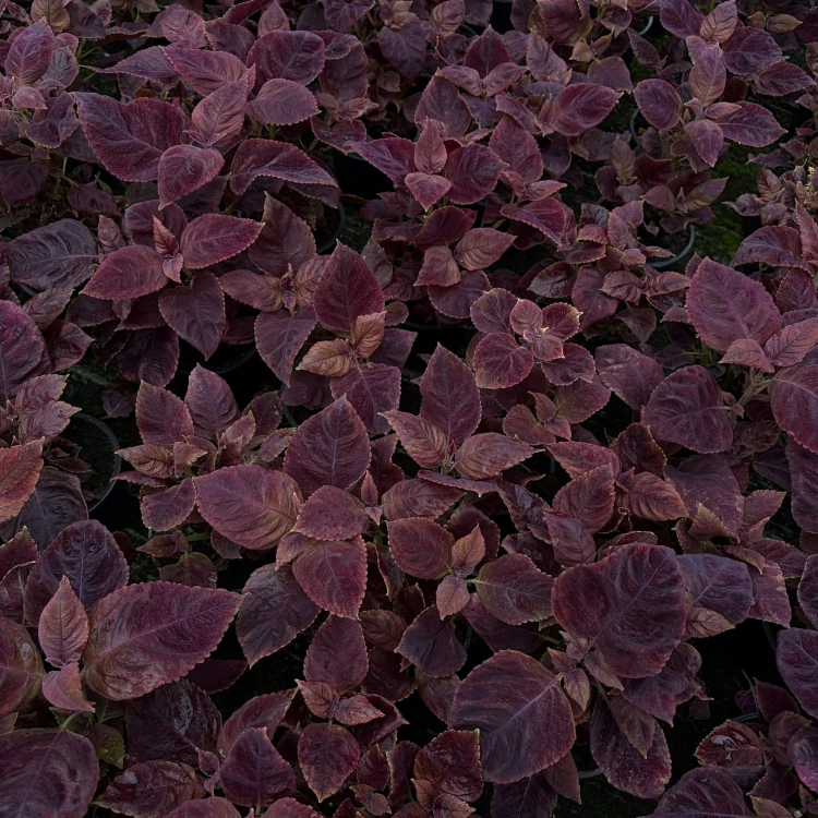 Coleus Solento Red Pepper Koleus Czerwony Pokrzywka Ozdobna