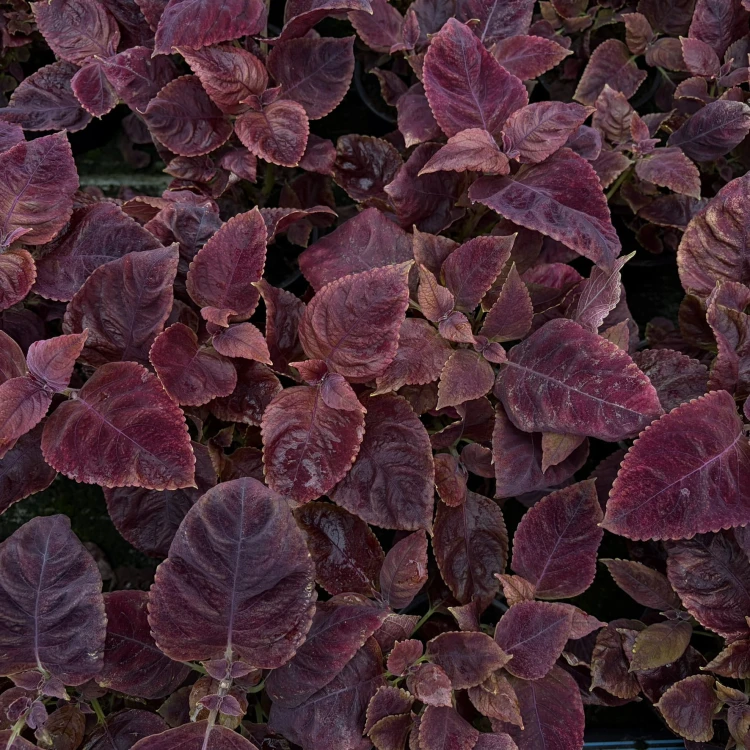 Coleus Solento Red Pepper Koleus Czerwony Pokrzywka Ozdobna