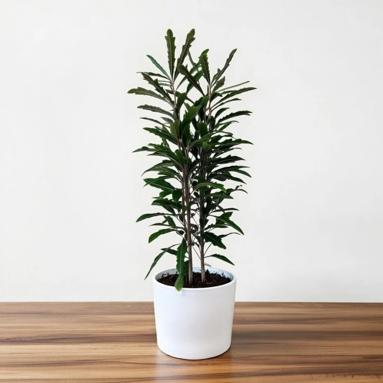 Plerandra elegantissima Szeflera Dizygoteka Schefflera Dizygotheca P12 #3