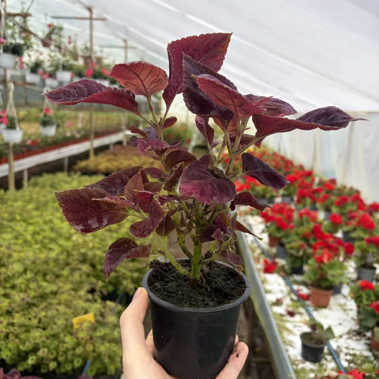 Coleus Solento Red Pepper Koleus Czerwony Pokrzywka Ozdobna