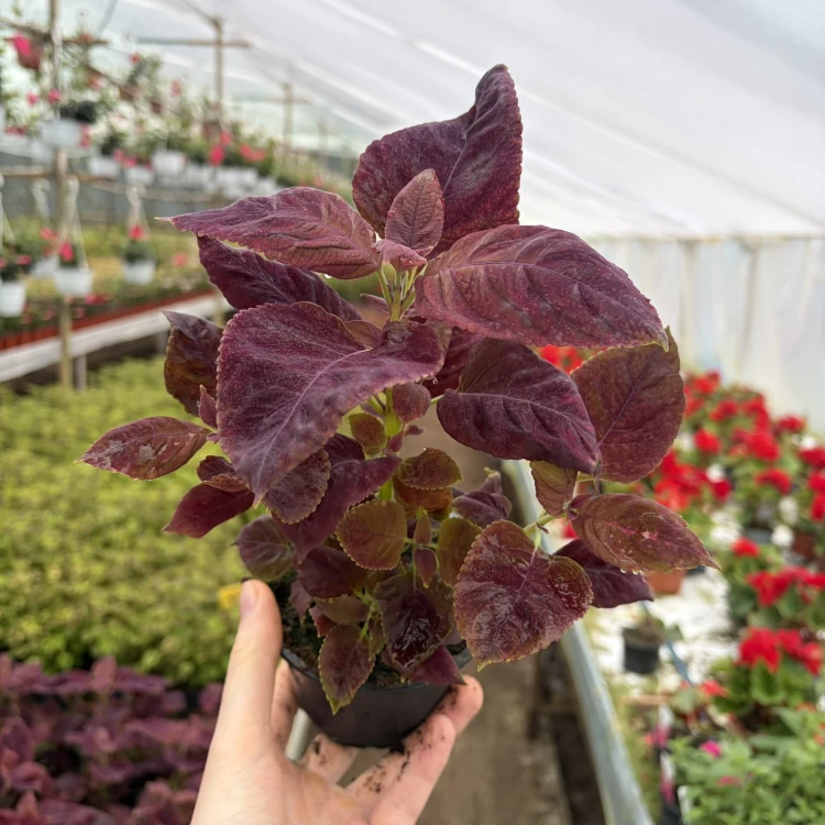 Coleus Solento Red Pepper Koleus Czerwony Pokrzywka Ozdobna