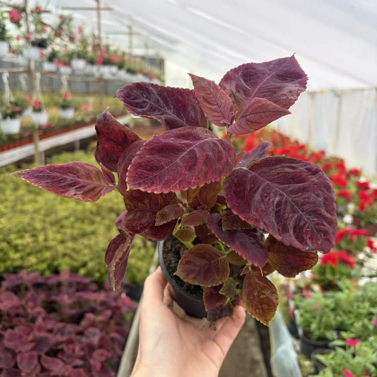 Coleus Solento Red Pepper Koleus Czerwony Pokrzywka Ozdobna
