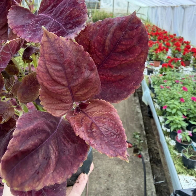 Coleus Solento Red Pepper Koleus Czerwony Pokrzywka Ozdobna