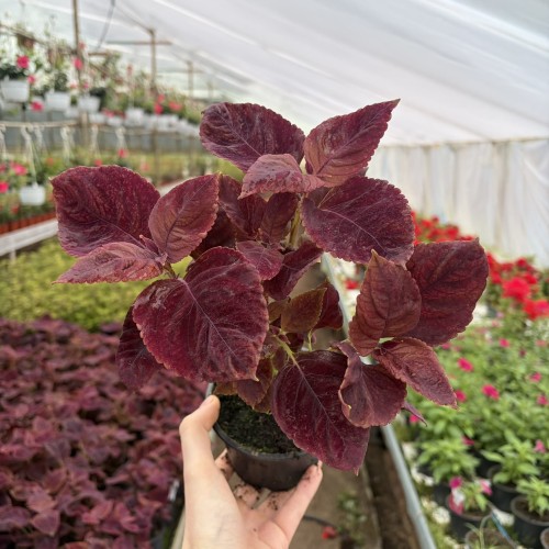 Coleus Solento Red Pepper Koleus Czerwony Pokrzywka Ozdobna