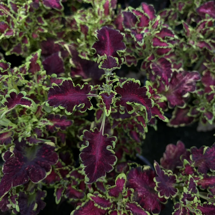 Coleus Colocha Rose Koleus Pokrzywka Ozdobna