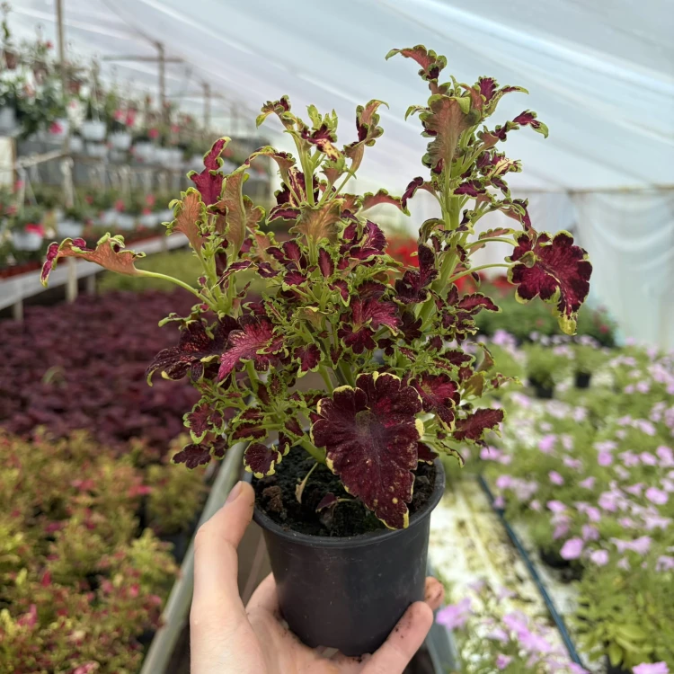 Coleus Colocha Rose Koleus Pokrzywka Ozdobna