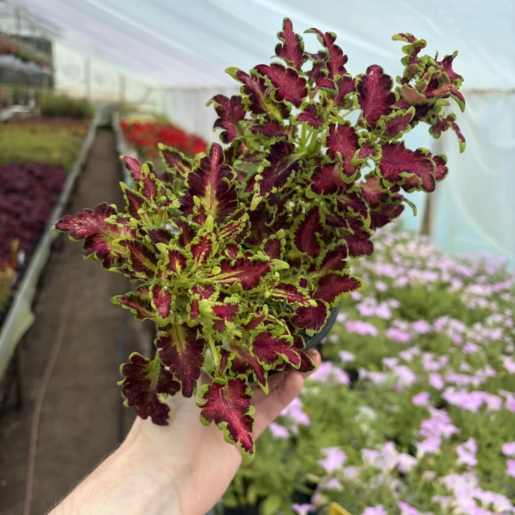 Coleus Colocha Rose Koleus Pokrzywka Ozdobna