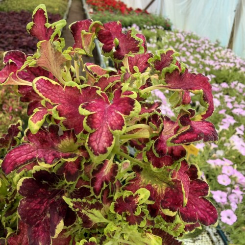 Coleus Colocha Rose Koleus Pokrzywka Ozdobna