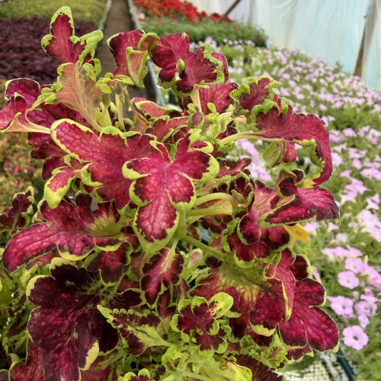 Coleus Colocha Rose Koleus Pokrzywka Ozdobna