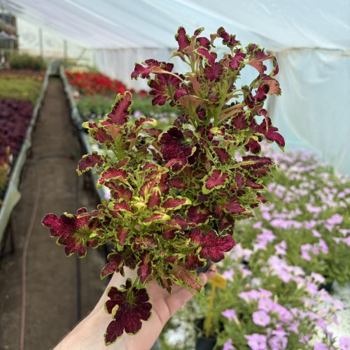 Coleus Colocha Rose Koleus Pokrzywka Ozdobna