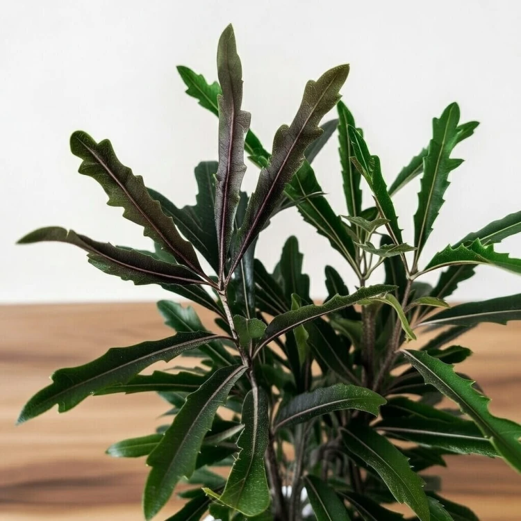 Plerandra elegantissima Szeflera Dizygoteka Schefflera Dizygotheca P12 #4