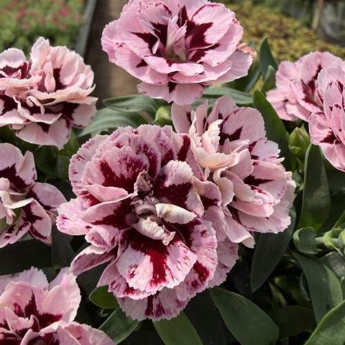 Goździk Ogrodowy Różowy Dwukolorowy Dianthus caryophyllus