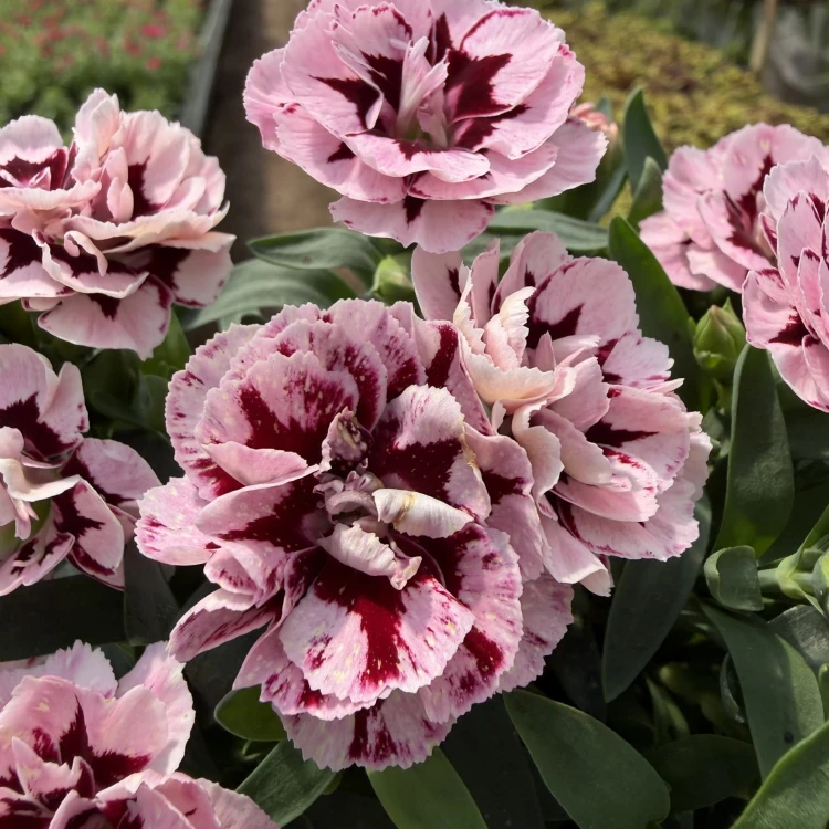 Goździk Ogrodowy Różowy Dwukolorowy Dianthus caryophyllus