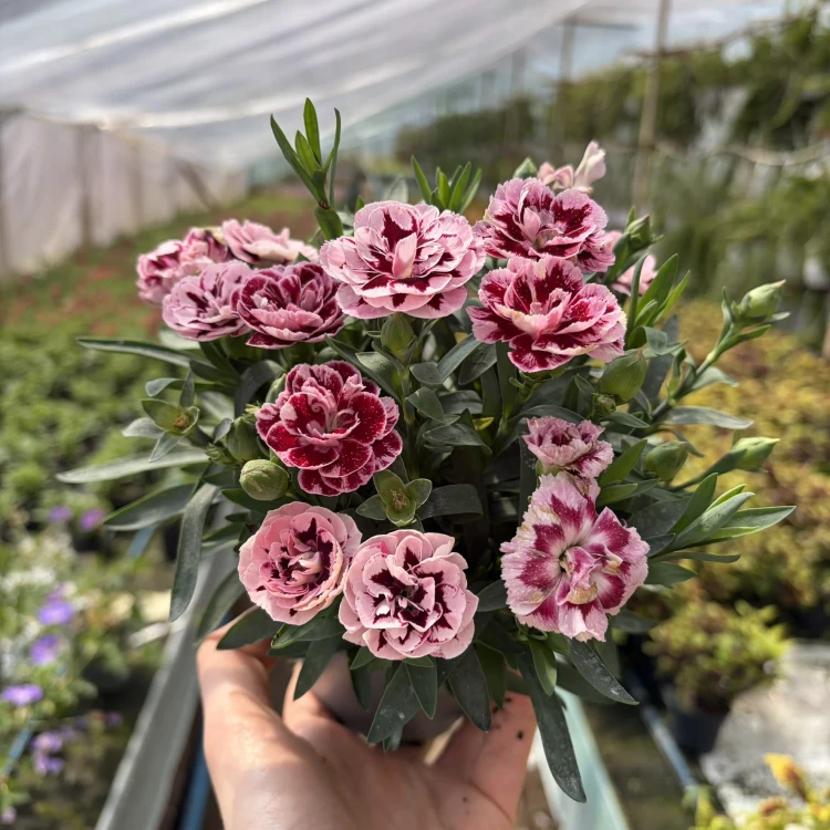 Goździk Ogrodowy Różowy Dwukolorowy Dianthus caryophyllus