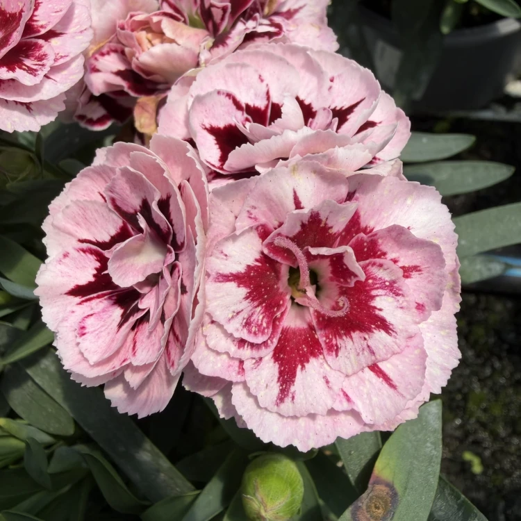 Goździk Ogrodowy Różowy Dwukolorowy Dianthus caryophyllus