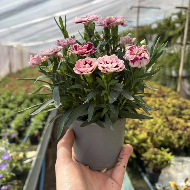 Goździk Ogrodowy Różowy Dwukolorowy Dianthus caryophyllus