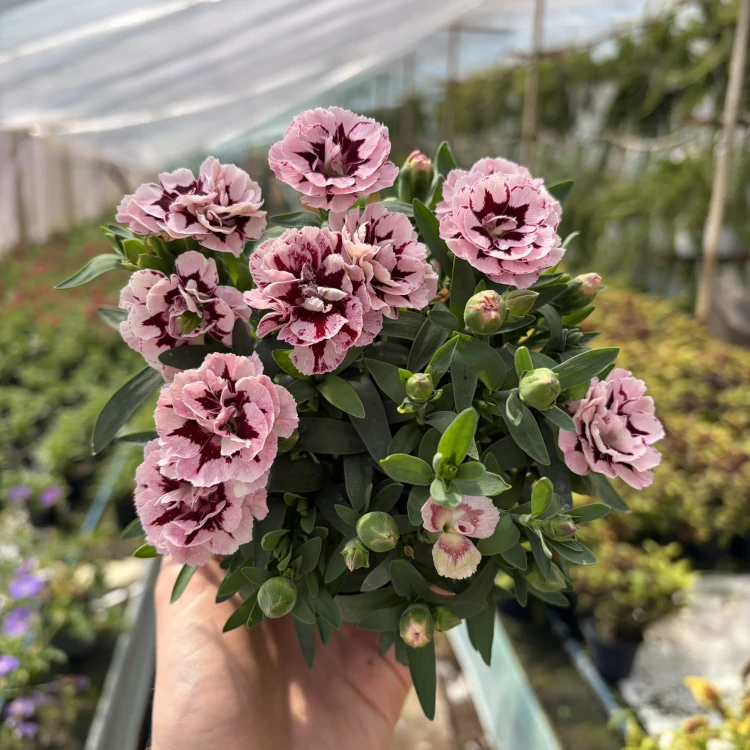Goździk Ogrodowy Różowy Dwukolorowy Dianthus caryophyllus